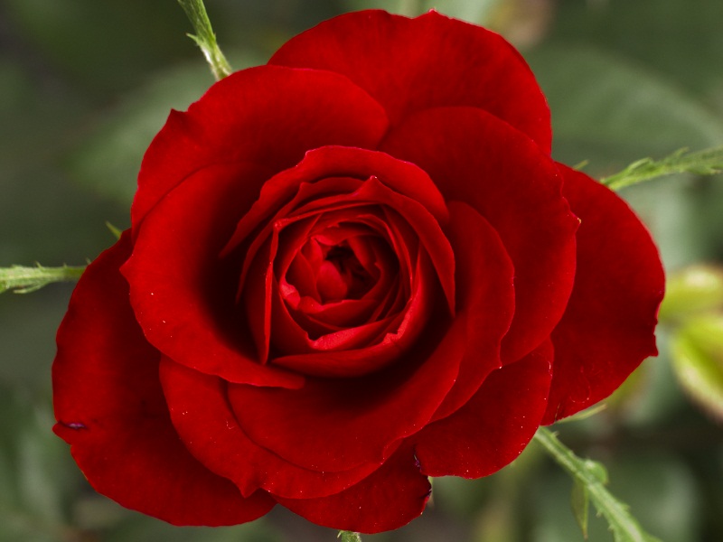 Cantik Dan Berkhasiat Inilah Keindahan Bunga Mawar Hennipriyatna1